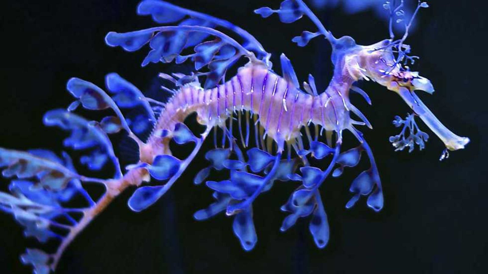 Grandes documentales - Monstruos marinos - ver ahora