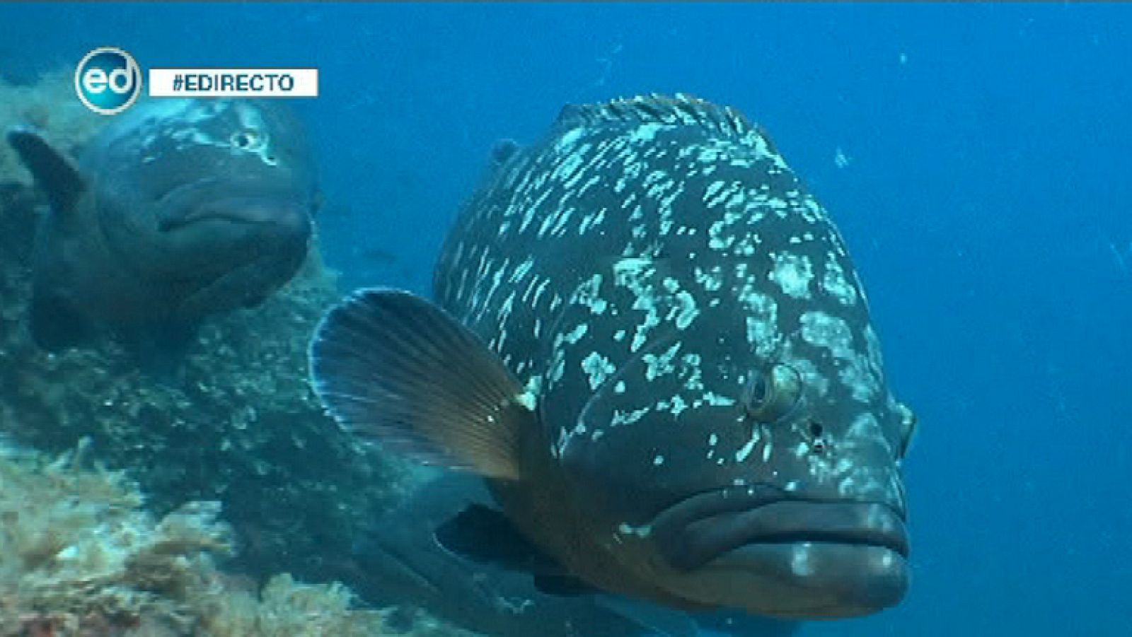 España Directo - Nos sumergimos en las profundidades de Cabo de Palos