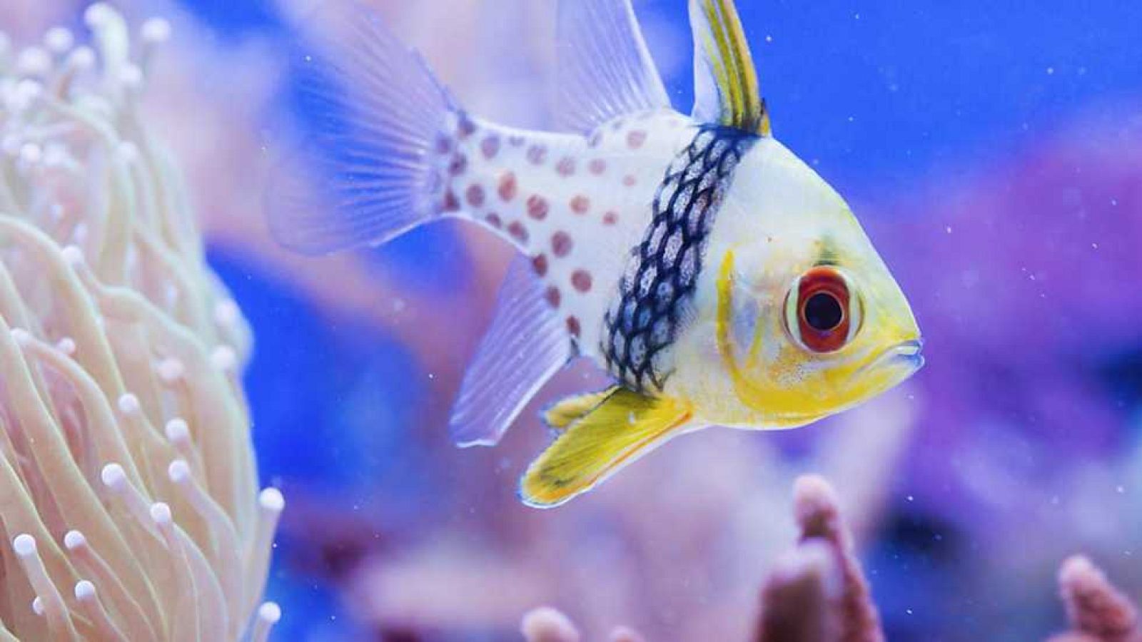 Grandes documentales - La gran barrera de coral: Del arrecife a la selva tropical - Ver ahora