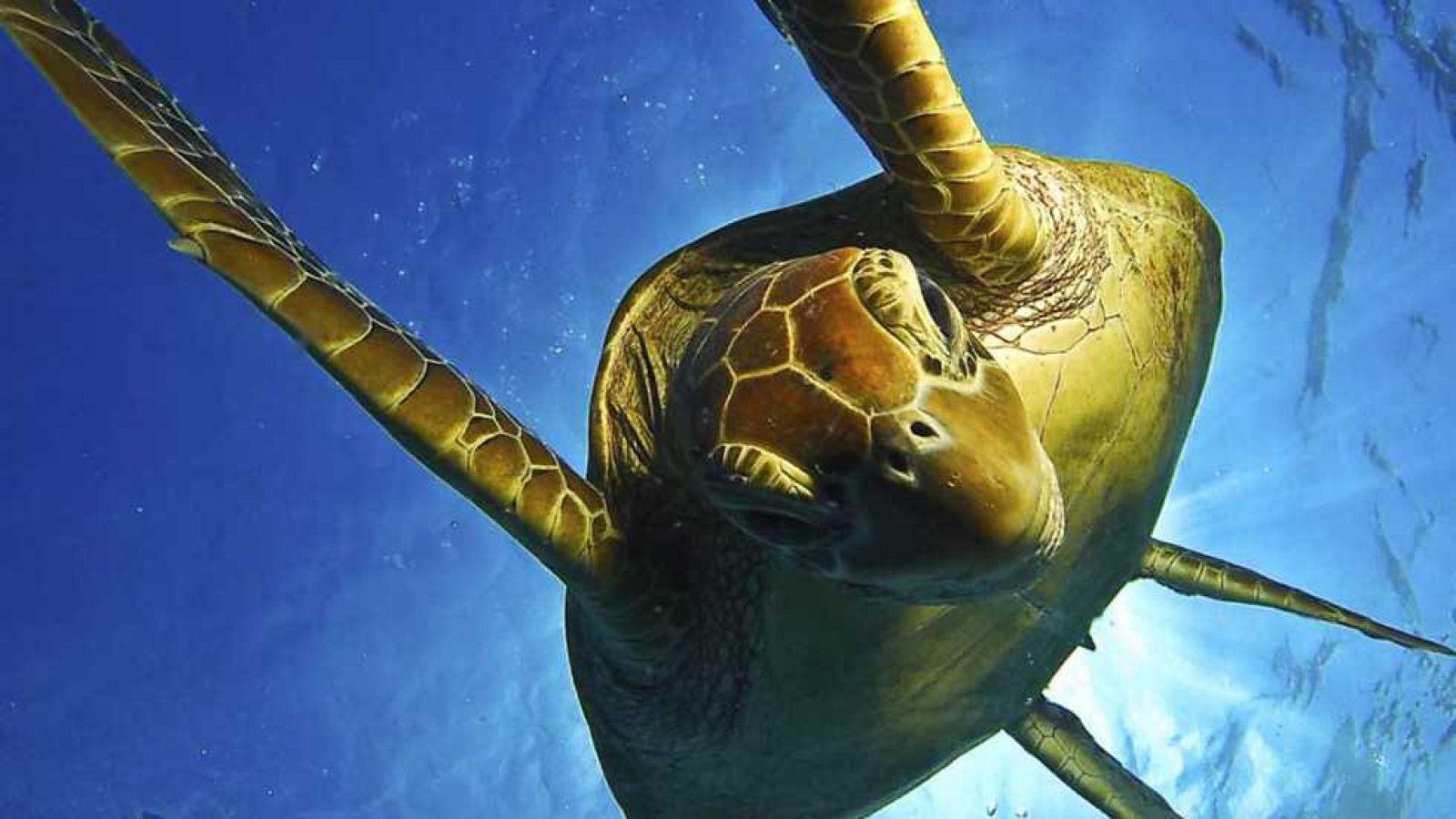 Grandes documentales - La gran barrera de coral: El arrecife y más allá - Ver ahora