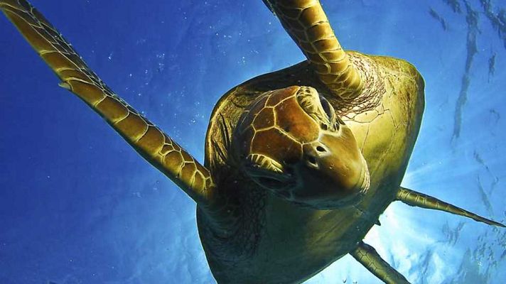 Grandes documentales - La gran barrera de coral: El arrecife y más allá