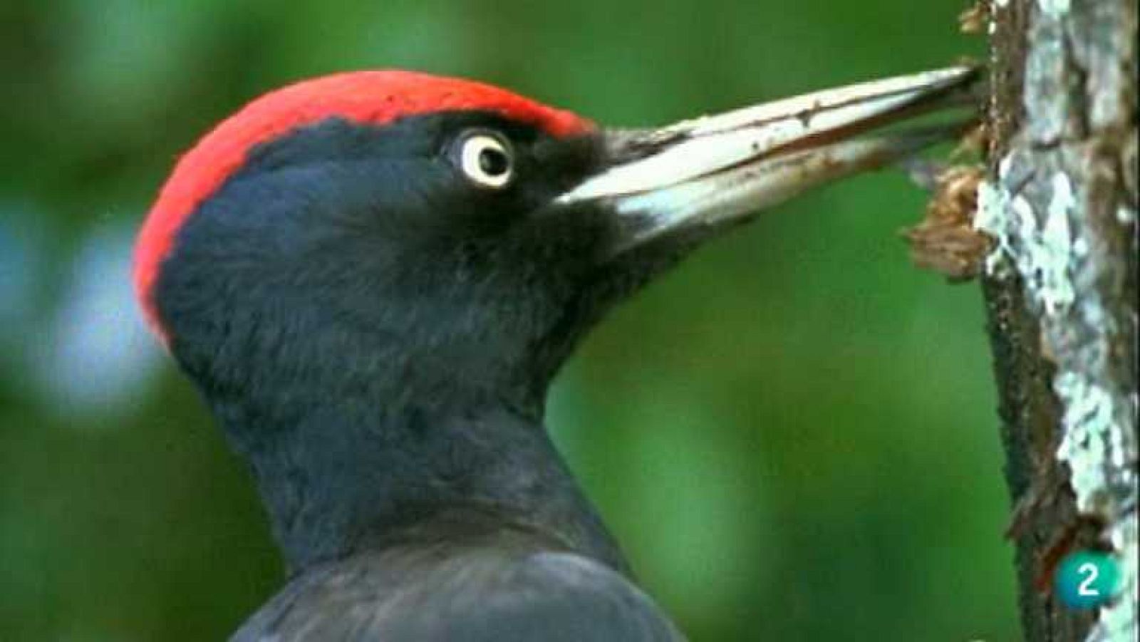 La España Salvaje - Invierno, 1 - Ver ahora