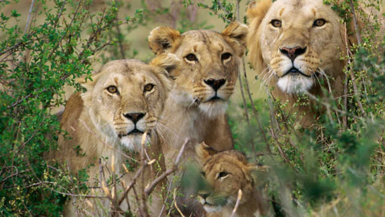 Grandes documentales - La verdad sobre los leones: El felino social