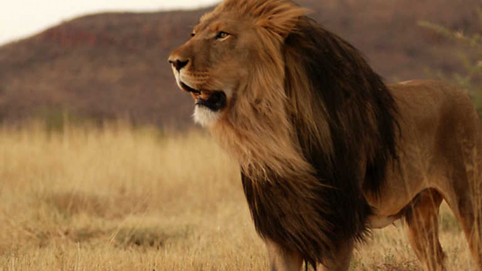 Grandes documentales - La verdad sobre los leones: ¿El final del camino?