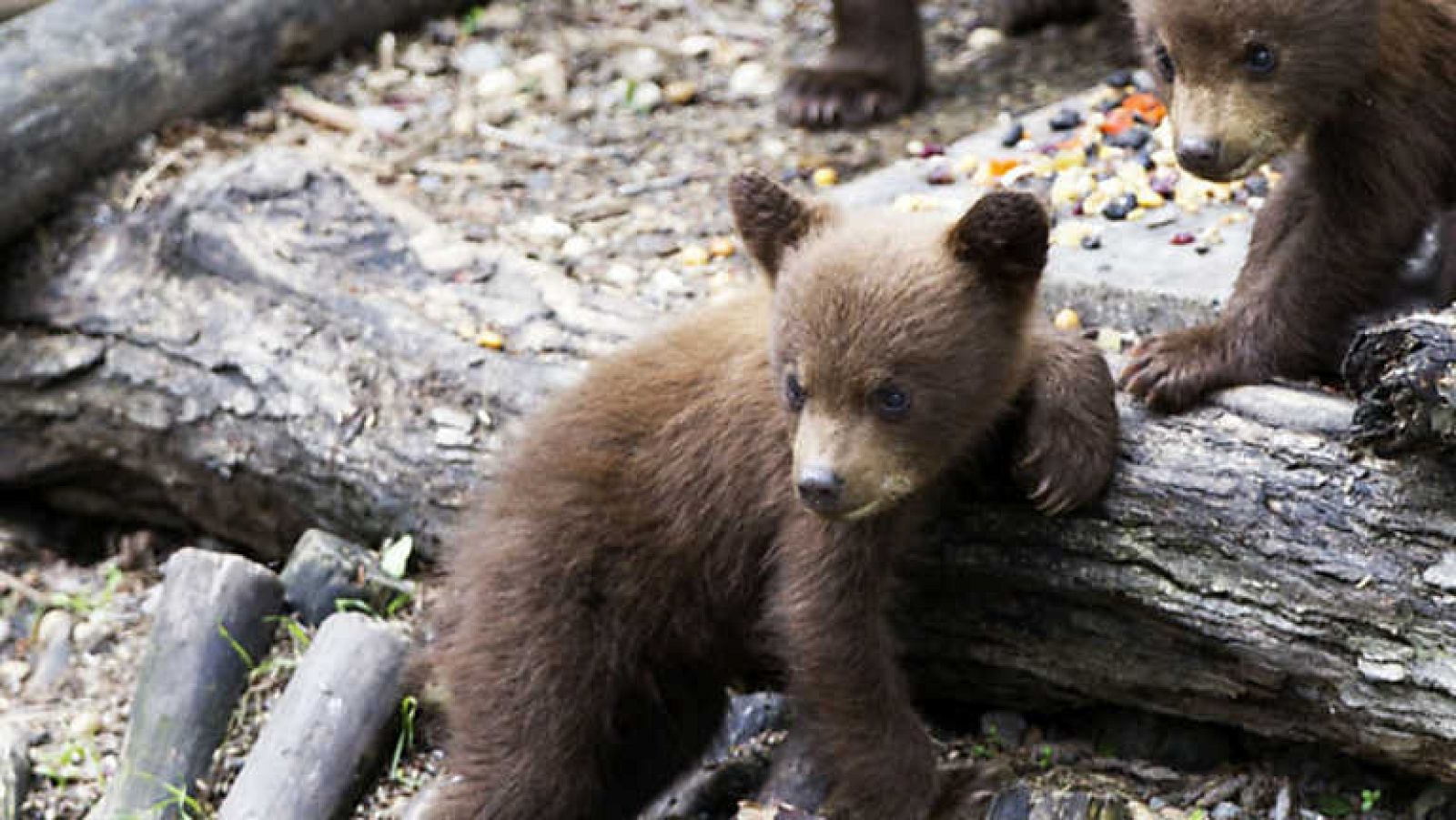 Grandes documentales - Osos negros de los bosques del norte - ver ahora