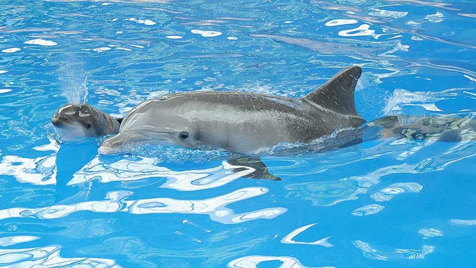 Informativo 24h: Nacimiento de un delfín | RTVE Play