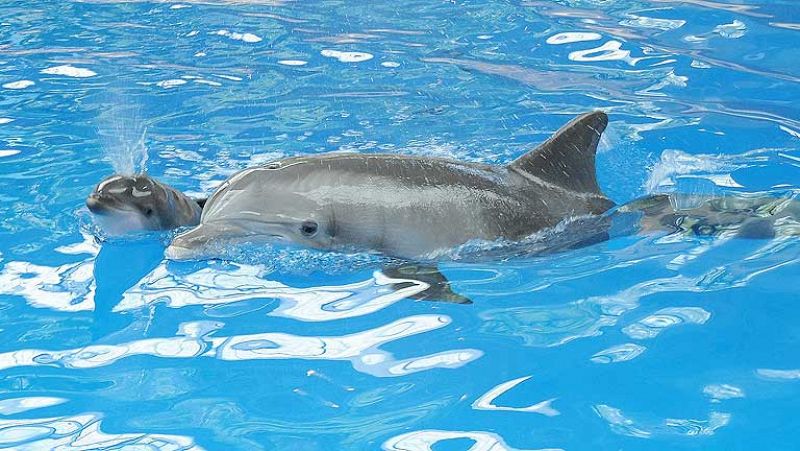 Graban en vídeo el nacimiento de un delfín en el zoo de Chicago