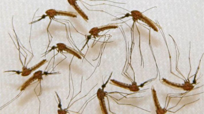 Telediario 1 - Nuevos avances contra la malaria