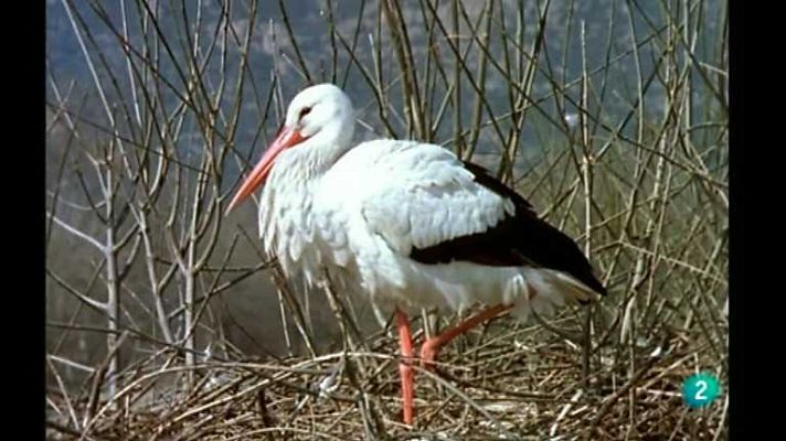 La España salvaje - Invierno, 2