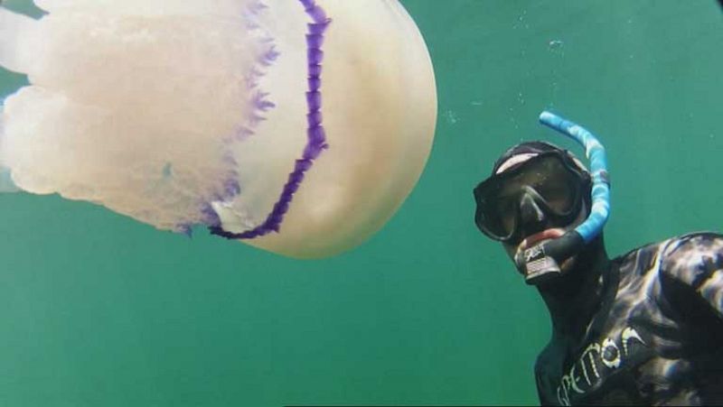 Una aplicación para saber si hay medusas en las playas