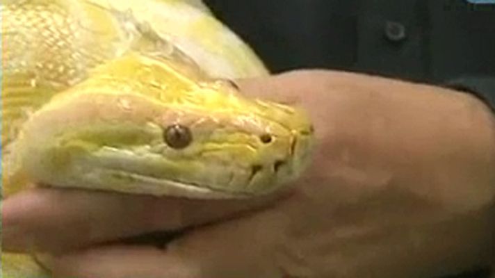 La mañana - ¡Se busca serpiente!