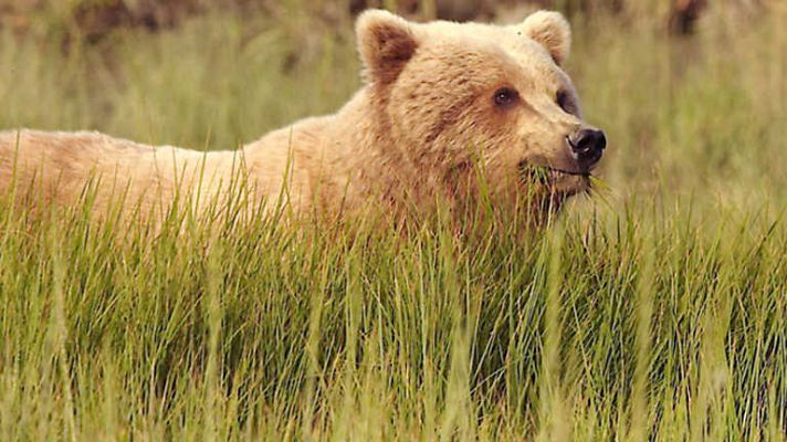 Grandes documentales - El último Grizzly