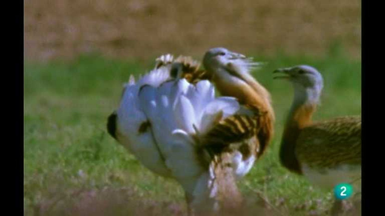 La España salvaje - La primavera, 1 - ver ahora