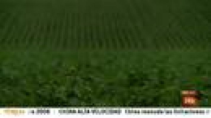 Informativo 24h - En Paraguay, el monocultivo extensivo de la soja expulsa a 90.000 familias al año hacia la capital