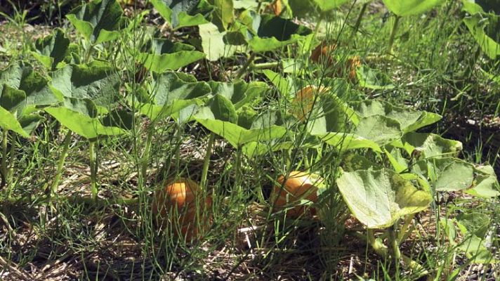 Telediario 1 - Aumento de los robos en verano