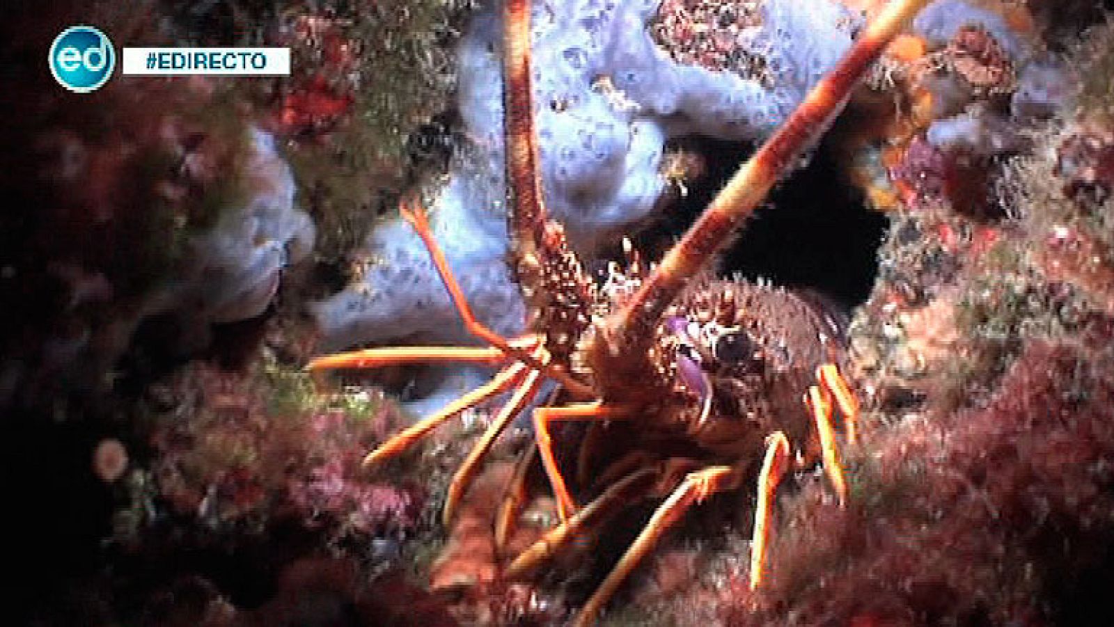 España Directo- Buceamos en los cañones de Tamariu