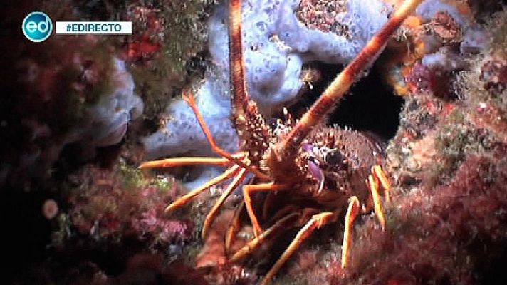 España Directo - Buceamos en los cañones de Tamariu