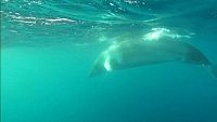 Aquí la Tierra- Bailando con ballenas (bajo el agua)