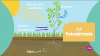 CIENCIAS NATURALES - La fotosíntesis