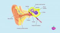 CIENCIAS NATURALES - El oído