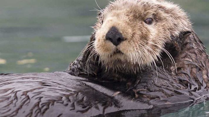 Grandes documentales - Nutrias marinas