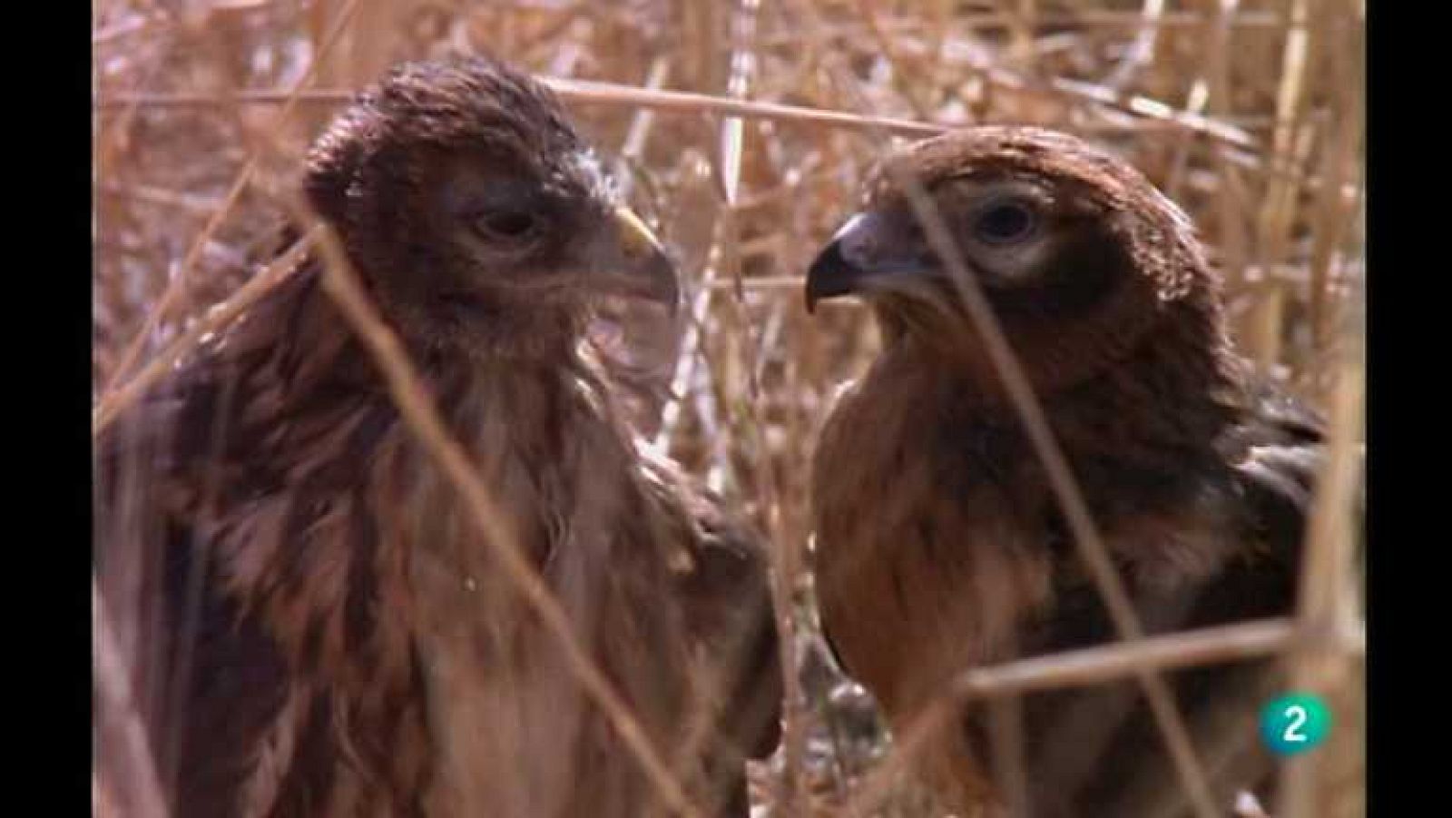 La España salvaje - Verano, 1 - ver ahora