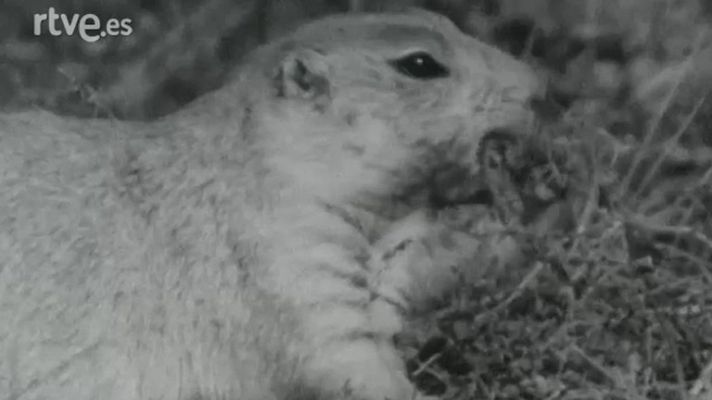 El planeta azul - El perrito de las praderas