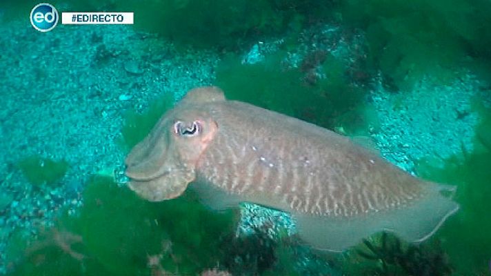 Islas Cíes, un ecosistemas muyrico 