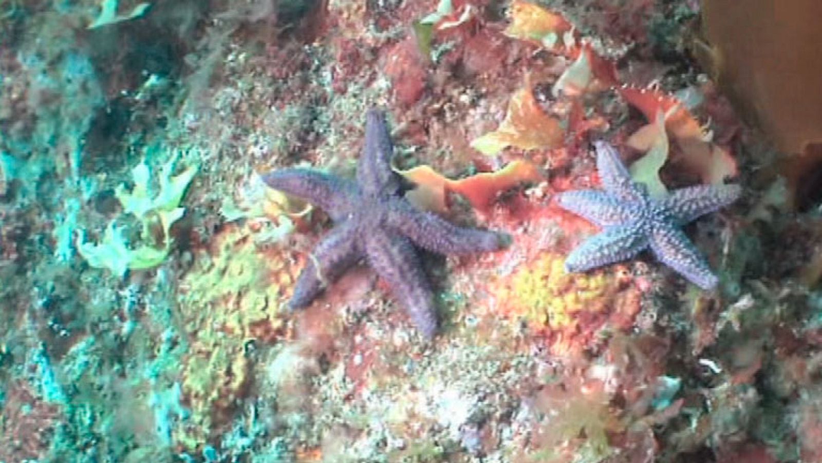 España Directo- Visitamos un barco inglés hundido a principios del s.XX