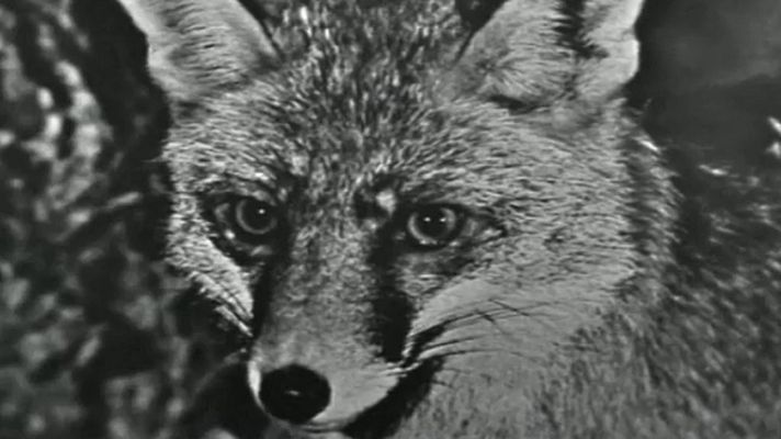 El planeta azul - Los zorros