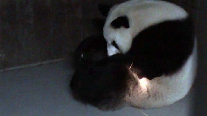 Nuevo cachorro de oso panda