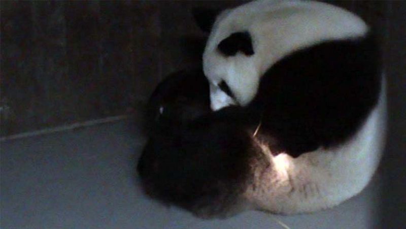 El cachorro de la hembra de oso panda, Hua Zui Ba, llorando