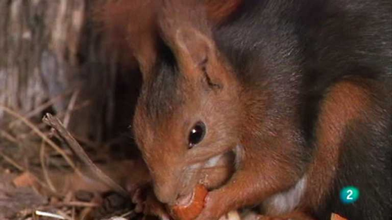 La España salvaje - Refugios del invierno - ver ahora