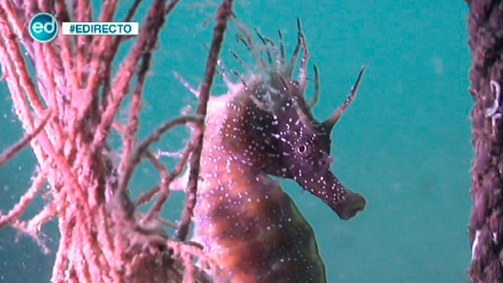 España Directo- Buscamos caballitos de mar en la ría de Vigo
