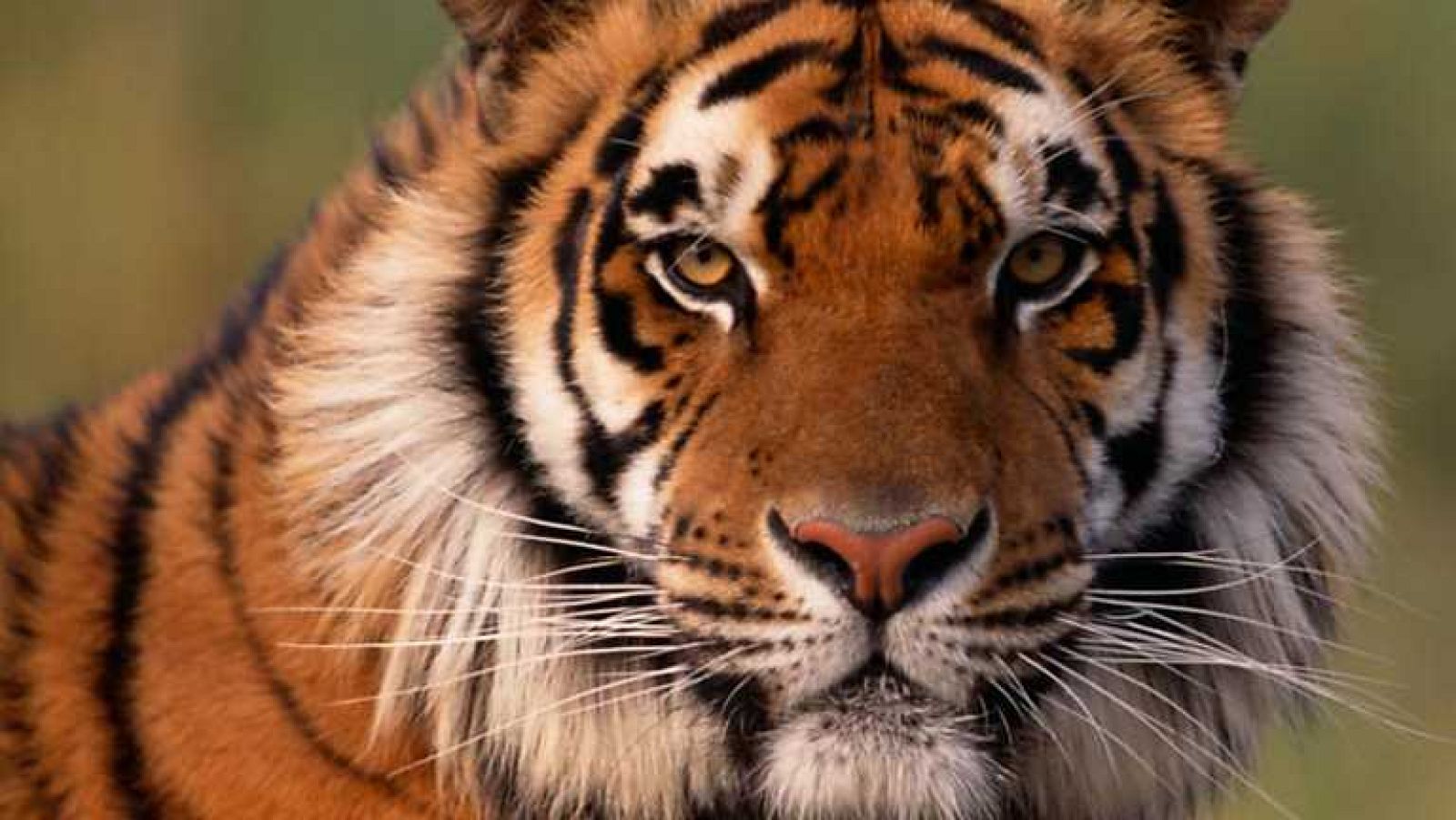 Grandes documentales - Machli: La Reina de los tigres - Ver ahora