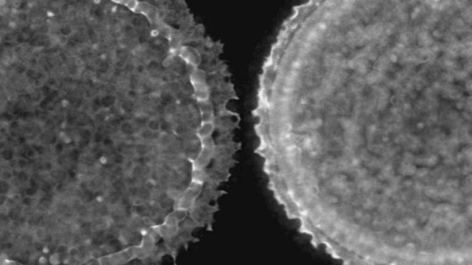 Hay bacterias de la flora intestinal que permiten que adelgacemos