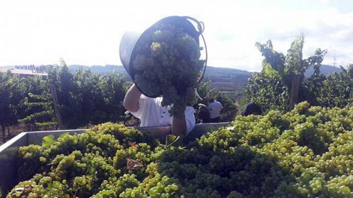 Un gran año para el cava catalán