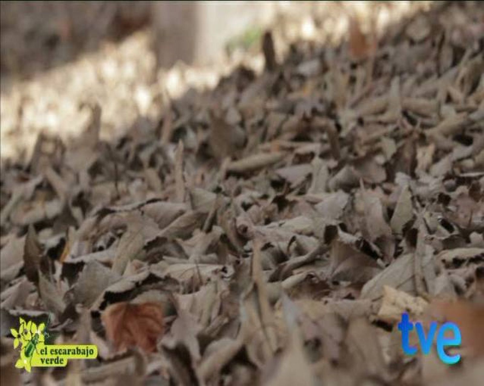  El Escarabajo Verde - Paraísos de barrio  (premios Urban)