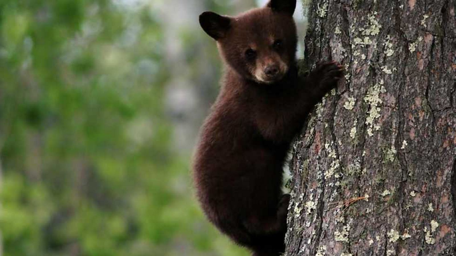 Grandes documentales - La vida en el planeta Tierra - Ver ahora
