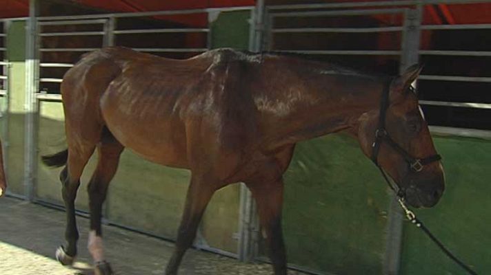 Telediario 1 - El dopaje en los animales de competición