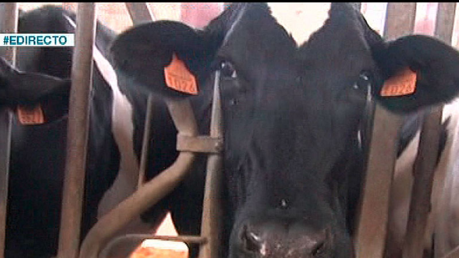 España Directo- Unas vacas muy musicales | Ver