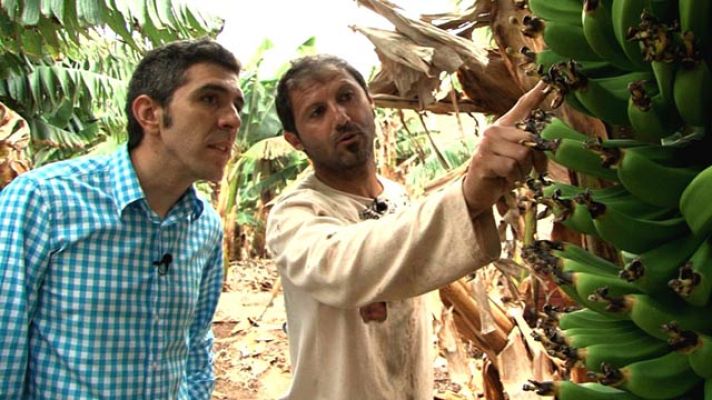 Comando Actualidad - Plátanos de Canarias