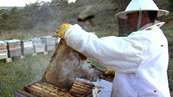 Comando Actualidad - Miel de la Alcarria