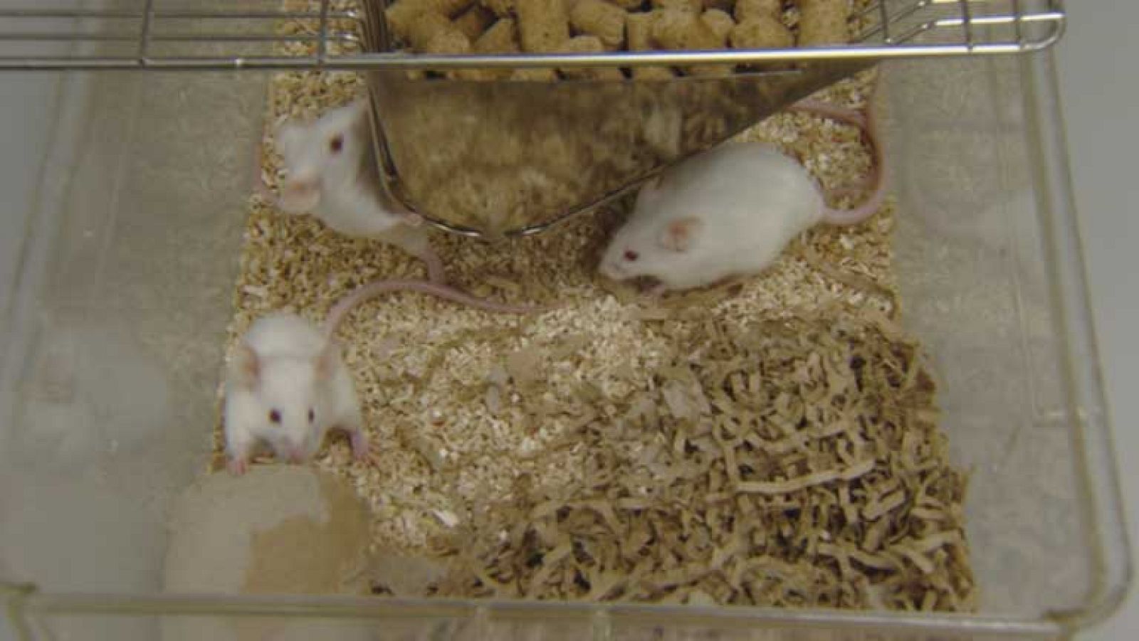 Los premios anti Nobel