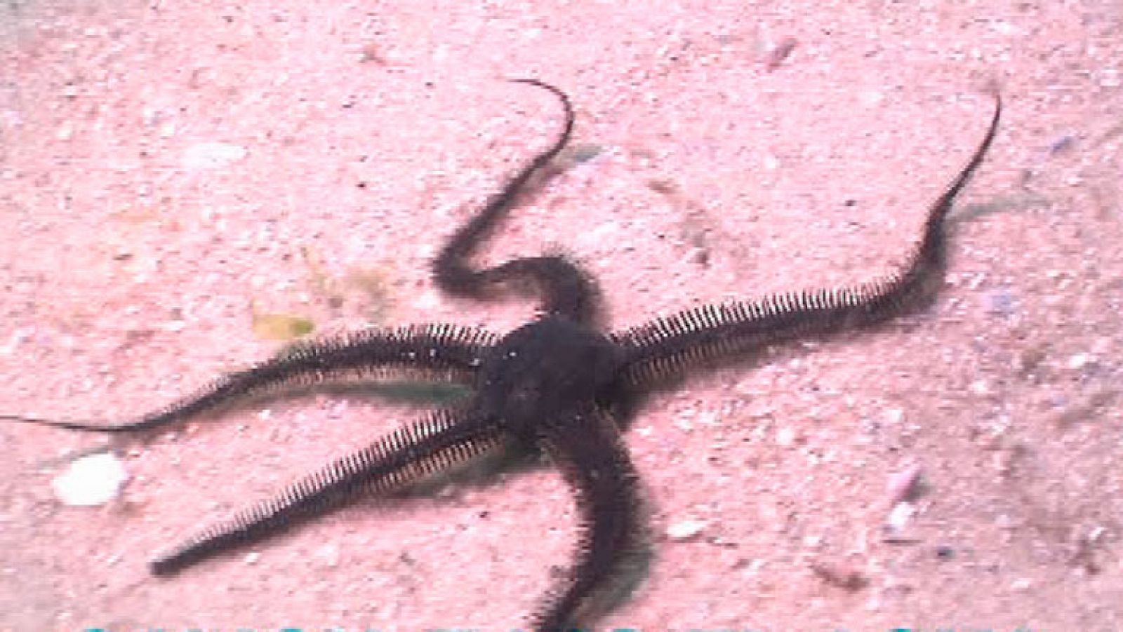 España Directo- Nos sumergimos en O Grove