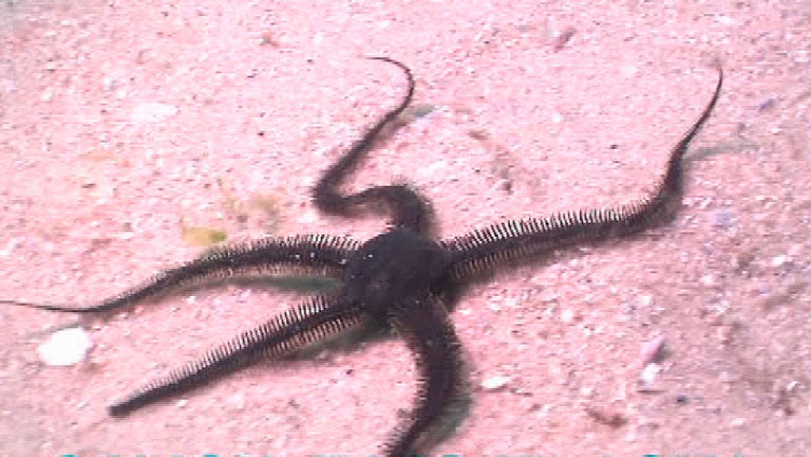 España Directo- Nos sumergimos en O Grove