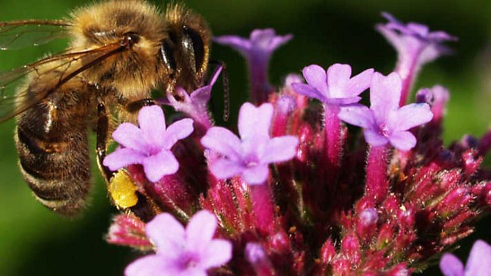 Grandes documentales - El jardín viviente