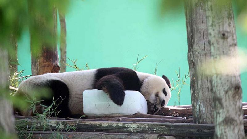 Los osos pandas volverán a casa: ¿está China cambiando su estrategia  diplomática?