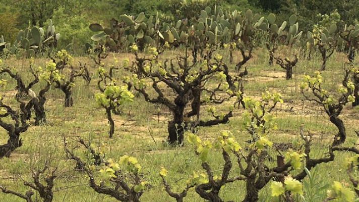 Entre vinyes - D.O. Alella