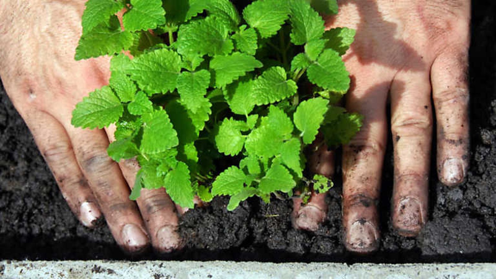 El escarabajo verde - Oasis de tiempo - Ver ahora